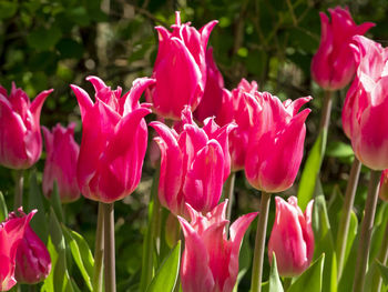 Close-up of pink tulips