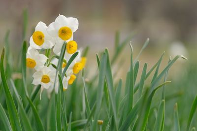 Close-up of yellow flowering plant on field