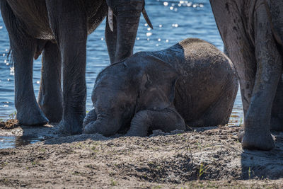 African elephants at waterhole in forest
