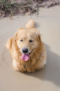 High angle portrait of a dog