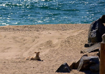 Low section of birds on beach