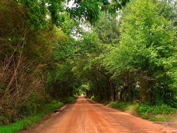 Road amidst trees in forest