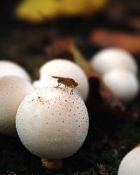 Close-up of insect on leaf
