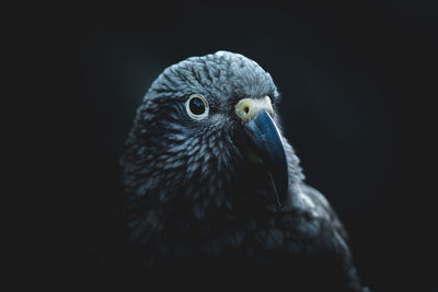 Close-up of a bird against black background