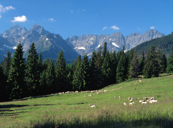 Scenic view of trees and mountains against sky