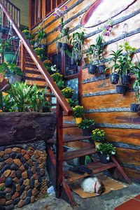 Potted plants on staircase of building