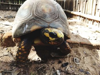 Close-up of a turtle