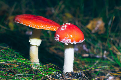 mushroom
