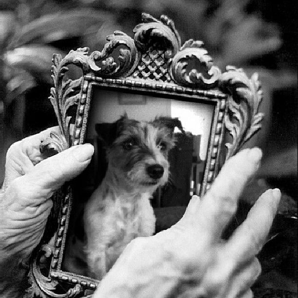 pets, mammal, domestic animals, animal themes, one animal, dog, person, portrait, looking at camera, indoors, holding, focus on foreground, part of, close-up, sitting, animal head, men, day