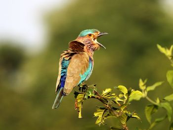 Close-up of indian roller perching on plant