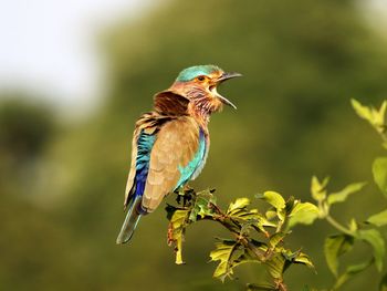 Close-up of bird perching on tree