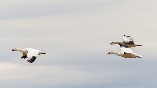 Low angle view of snow gooses flying