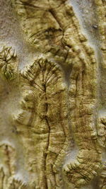 Close-up of tree trunk