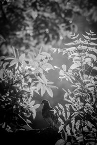 Plants growing in sunlight