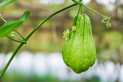 Close-up of green chili peppers plant