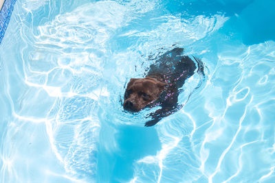 High angle view of dog swimming in pool