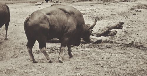 animal themes