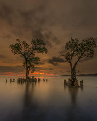 Silhouette tree by sea against orange sky