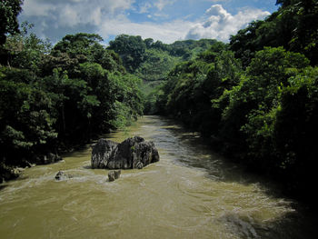 Scenic view of river flowing amidst trees in forest