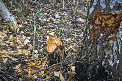 High angle view of animal on tree trunk