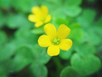 Close-up of yellow flower blooming outdoors