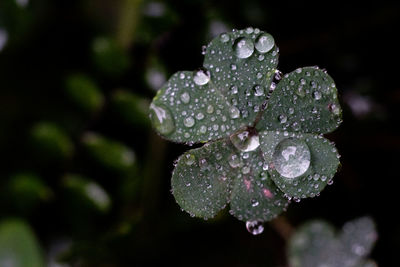 Close-up of water drops on leaves