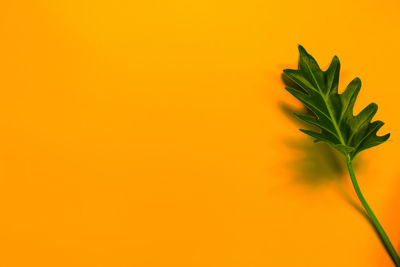 Close-up of plant against orange background