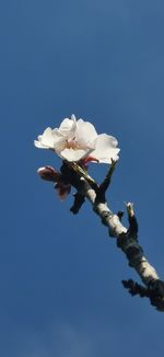 Low angle view of white flower against clear blue sky