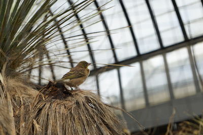 Low angle view of a bird perching on dried plant