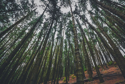 View of bamboo trees in forest