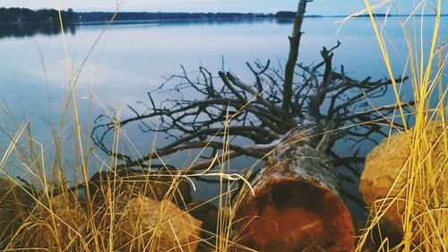 Close-up of plants in lake against sky