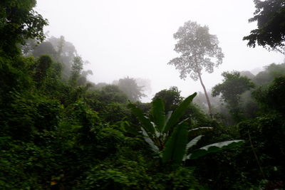 Trees against sky during rainy season