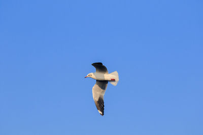 Low angle view of seagull flying