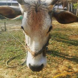 Portrait of cow standing on field