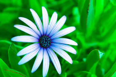 Beautiful colorful white blue green daisy  aster flower in bloom