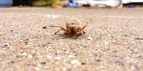 Close-up of insect