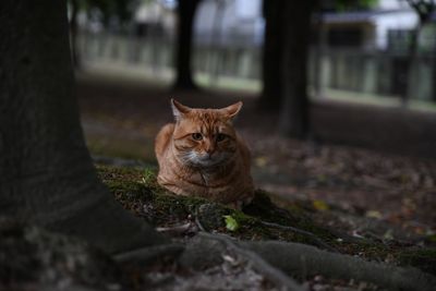 Portrait of a cat