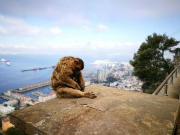 Monkey sitting on rock by sea against sky