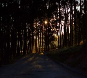 Road passing through forest