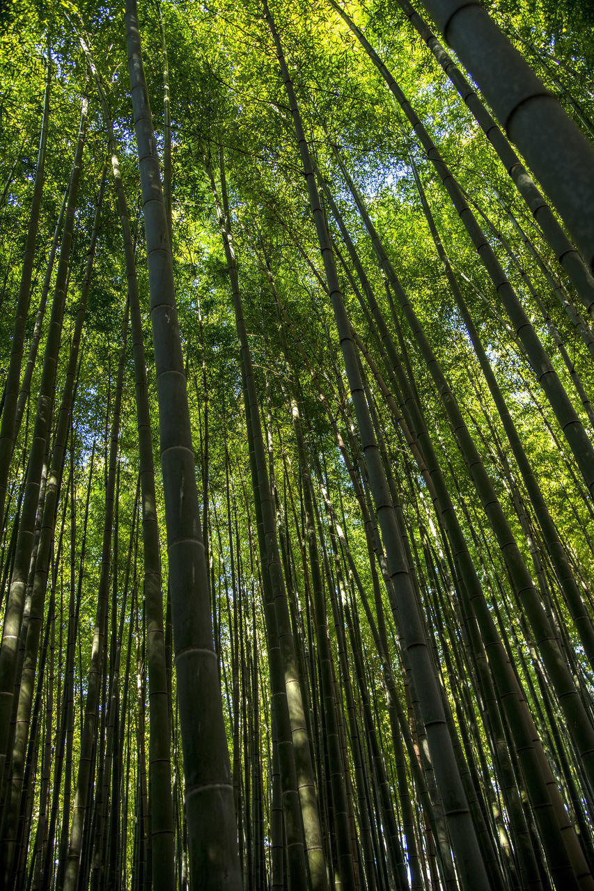 LOW ANGLE VIEW OF BAMBOO TREES IN THE FOREST