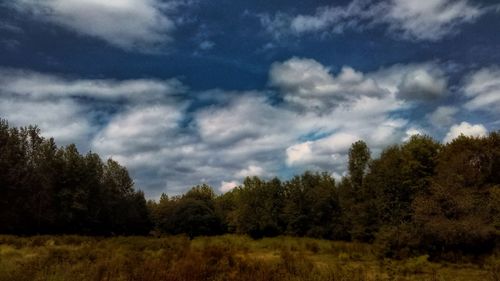 Trees growing on field against sky