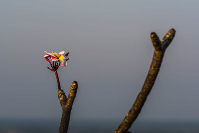Low angle view of flowering plant against clear sky