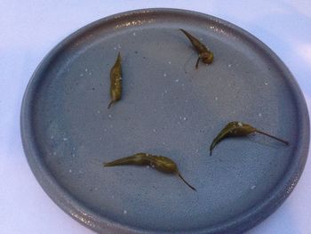 Close-up of leaves