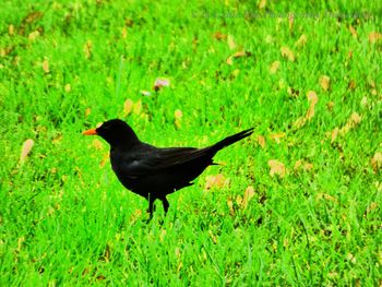 Side view of a bird on field