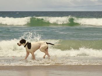 Dog on beach