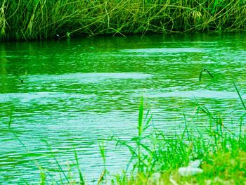 Scenic view of lake