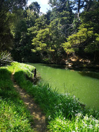 Scenic view of lake in forest