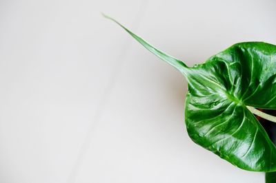 Close-up of leaf against white background