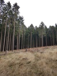 Panoramic shot of trees on field against sky