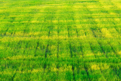 Full frame shot of plants growing on field